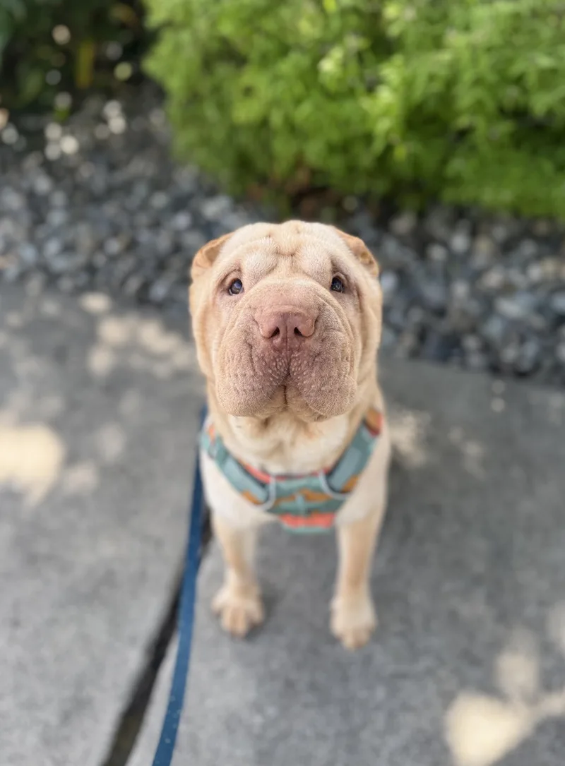 A young medium-sized male Apricot / Beige Shar-Pei dog named Max for adoption in lynnwood , WA