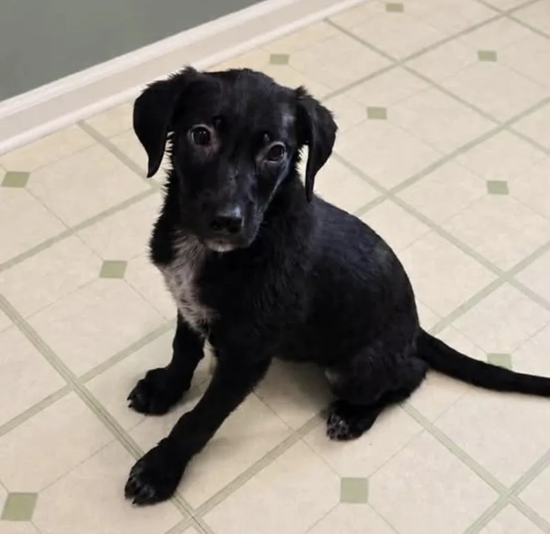 A baby medium-sized female Tricolor (Brown, Black, & White) Labrador Retriever dog named Pickles Davidson for adoption in Poplar Grove, IL