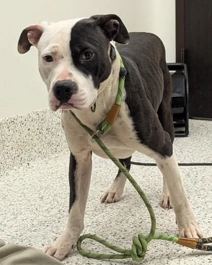 An adult large-sized male American Staffordshire Terrier dog named Mr Bombastic for adoption in Atlanta, GA