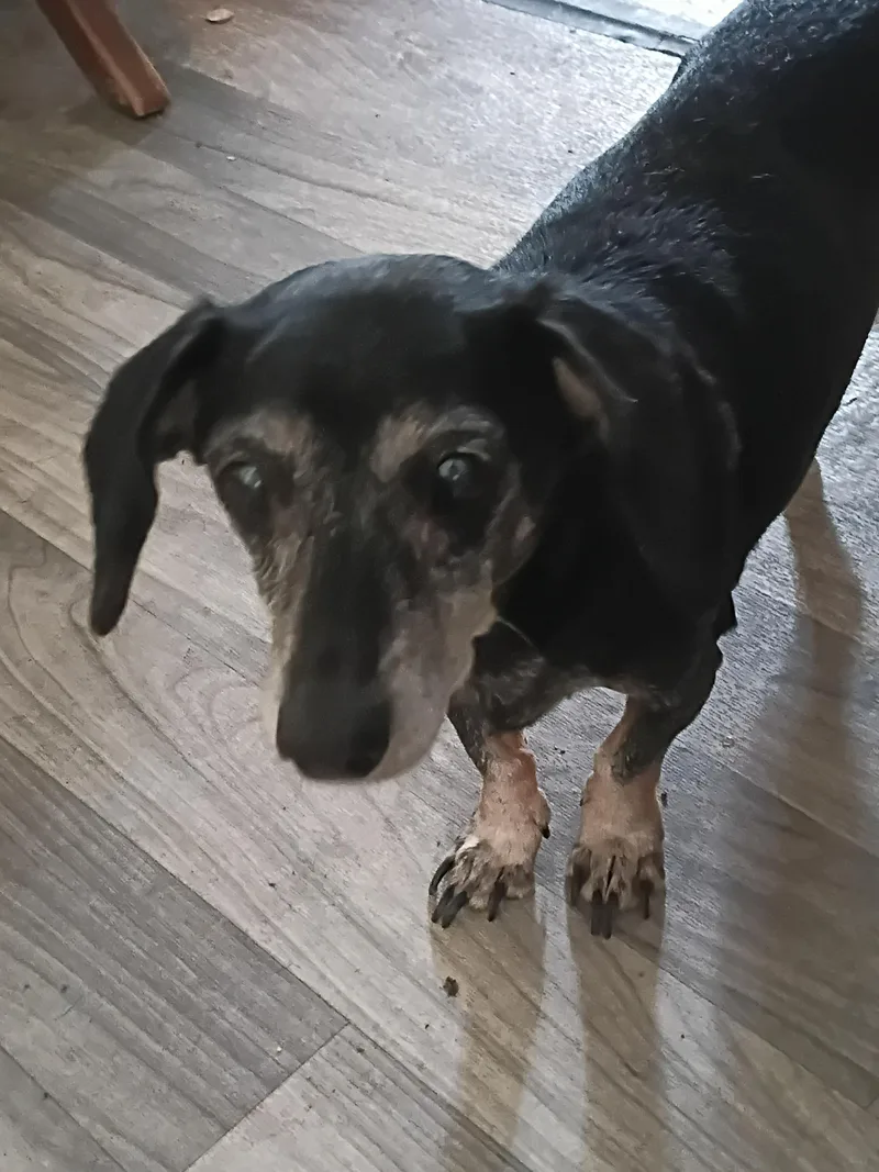 A senior small-sized female Black Dachshund dog named Heidi for adoption in Mexia, TX