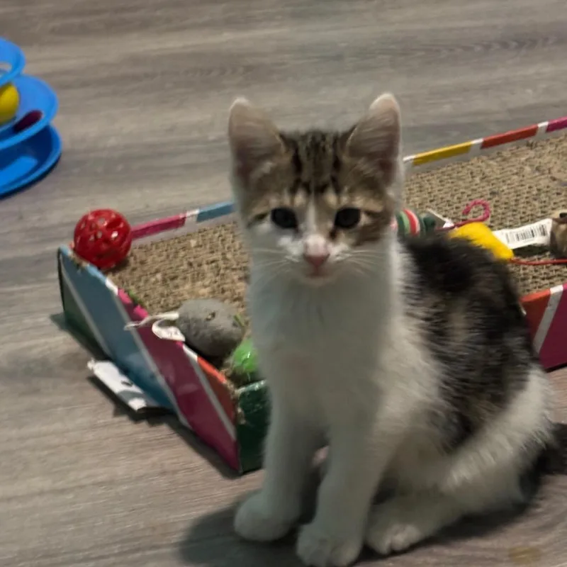 A baby small-sized male Brown / Chocolate Domestic Short Hair cat named Katniss for adoption in Georgetown, KY