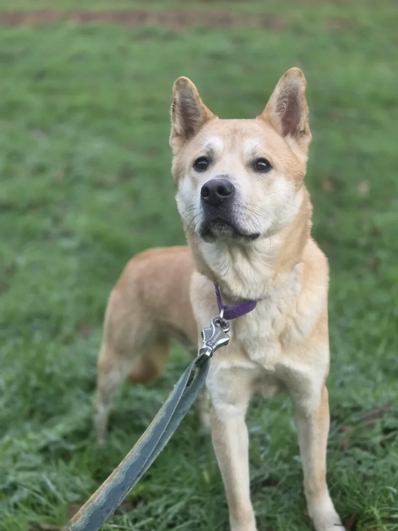 A young medium-sized male Brown / Chocolate Jindo dog named HoduGood Family Boy for adoption in Elma, WA