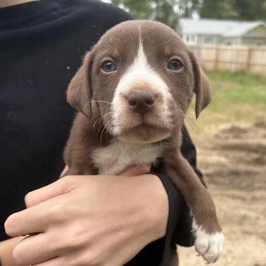 A baby small-sized male Brown / Chocolate Labrador Retriever dog named Prince for adoption in North Charleston, SC
