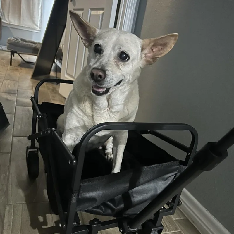 Betty White thumbnail 2