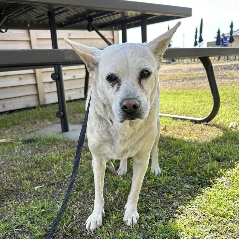 Betty White thumbnail 4