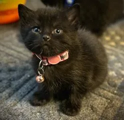 A baby small-sized female Black Domestic Short Hair cat named Olive for adoption in Mankato, MN