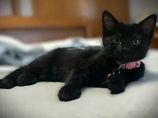 Olive thumbnail 2
