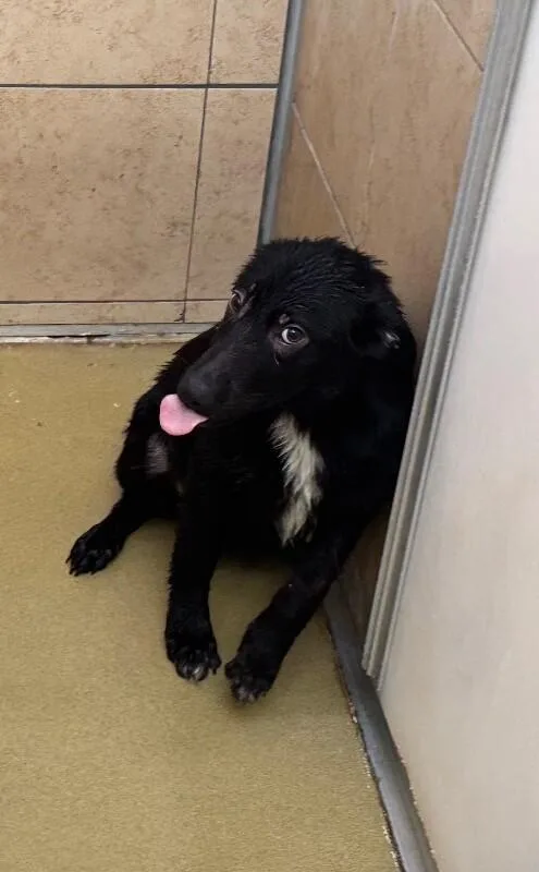 A young medium-sized female Black Mixed Breed dog named Kelyn for adoption in Hobbs, NM