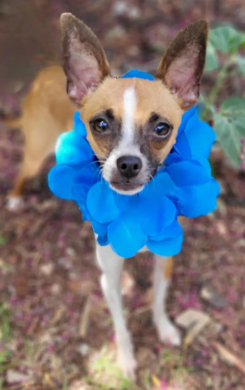 A young small-sized male Chihuahua dog named Herbie for adoption in Vernon, TX