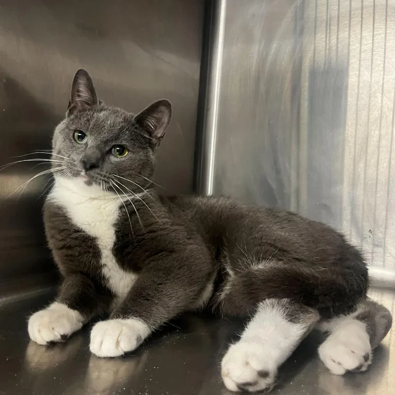 Sweetest Dream thumbnail 2