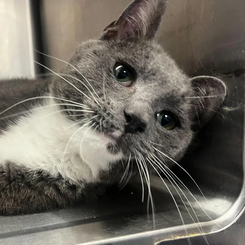 Sweetest Dream thumbnail 3