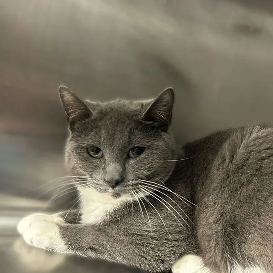 Sweetest Dream thumbnail 4