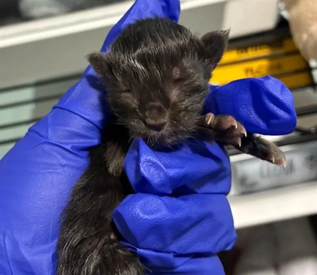 A baby medium-sized female Domestic Short Hair cat named Millie for adoption in Dallas, TX