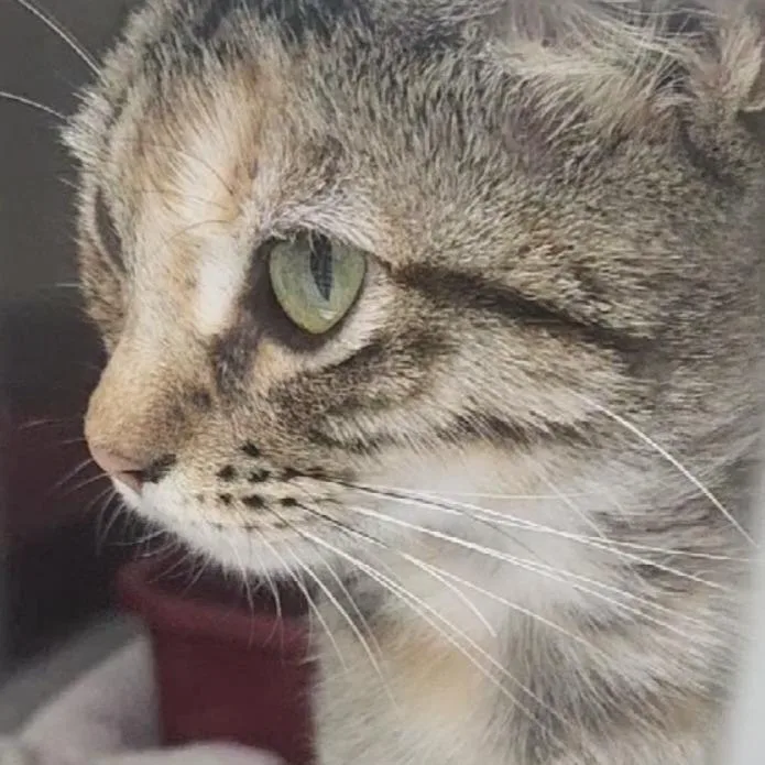 An adult medium-sized female Smoke Domestic Short Hair cat named Pesto for adoption in Tyler, TX