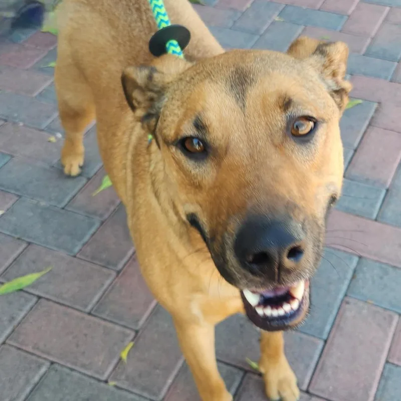 An adult medium-sized female Shepherd dog named Medusa Ziegenhagen for adoption in Las Vegas, NV