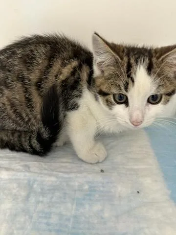A baby medium-sized male Tabby (Brown / Chocolate) Domestic Short Hair cat named Vin for adoption in Manassas, VA