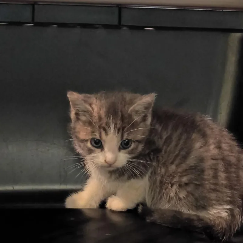 A baby small-sized female Gray / Blue / Silver Domestic Short Hair cat named Sovereign for adoption in Lynchburg, VA