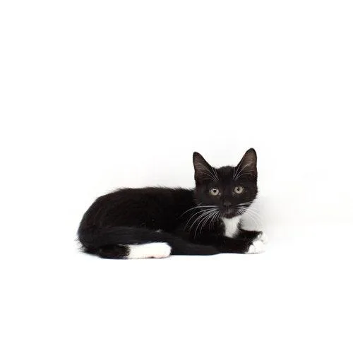 A baby medium-sized female Black & White / Tuxedo Domestic Short Hair cat named Pagoda for adoption in Florence, AZ
