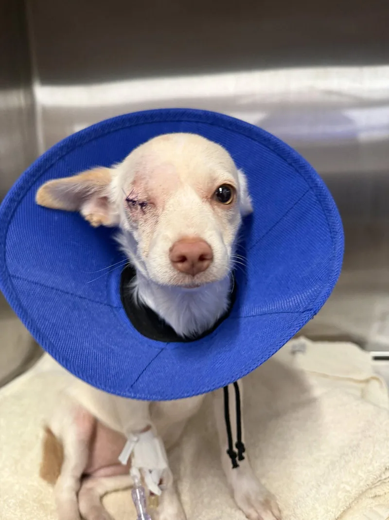 Puppy thumbnail 3