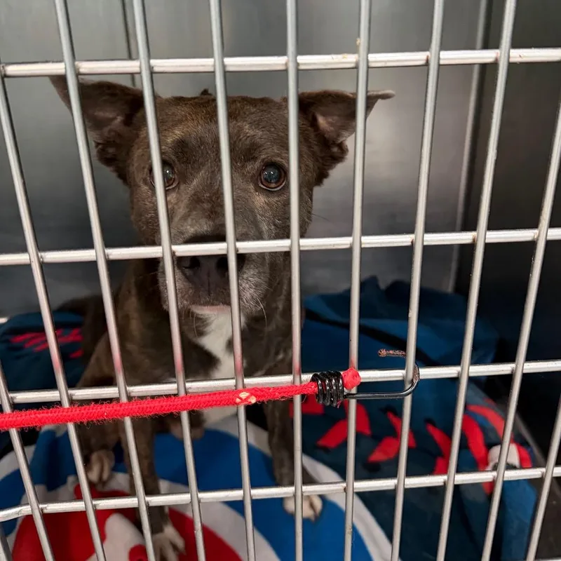An adult medium-sized male Brindle Mixed Breed dog named Storm for adoption in Port Charlotte, FL