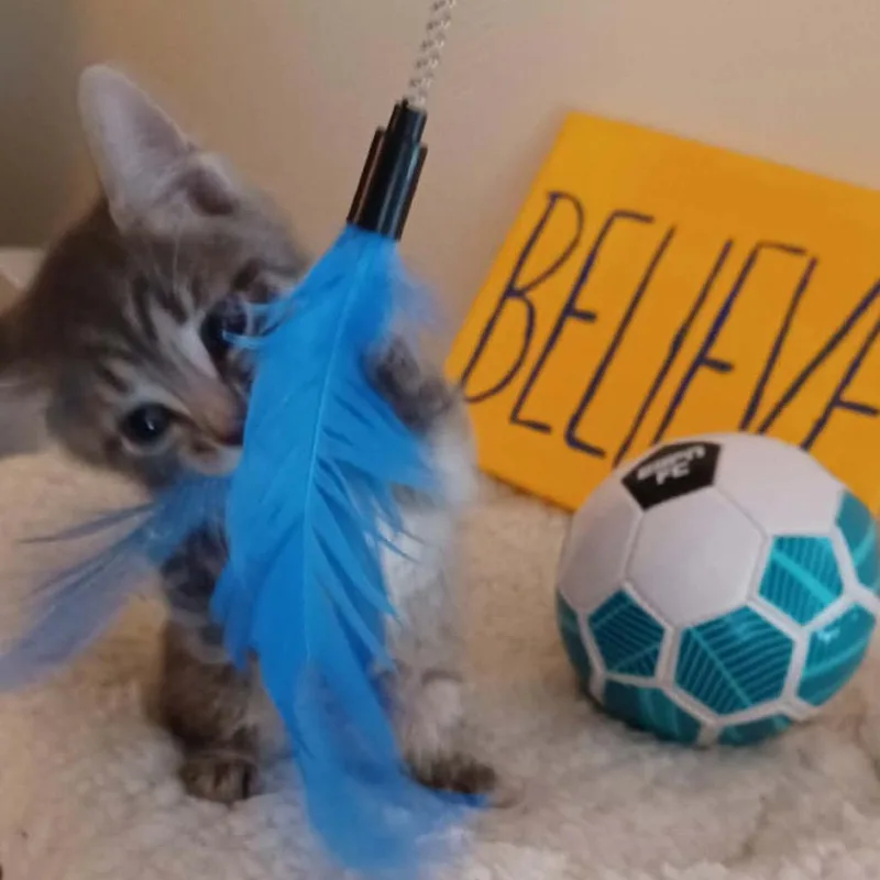 A baby small-sized male Gray / Blue / Silver Domestic Short Hair cat named Ted Lasso Family: Roy for adoption in Washington, DC