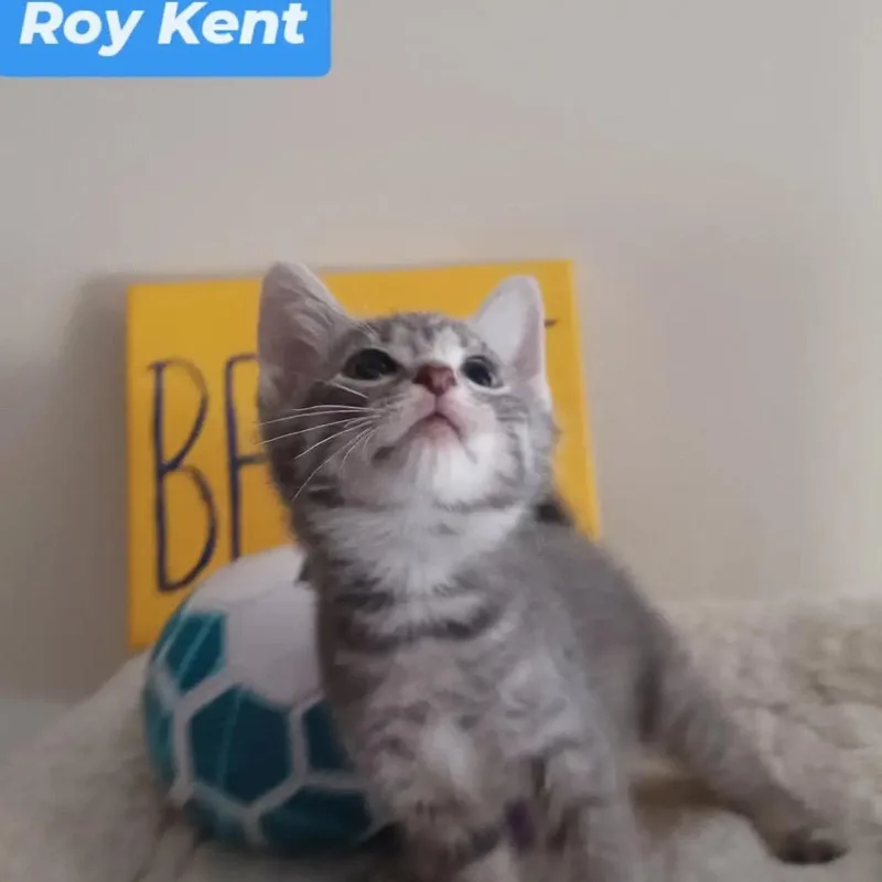 Ted Lasso Family: Roy thumbnail 5