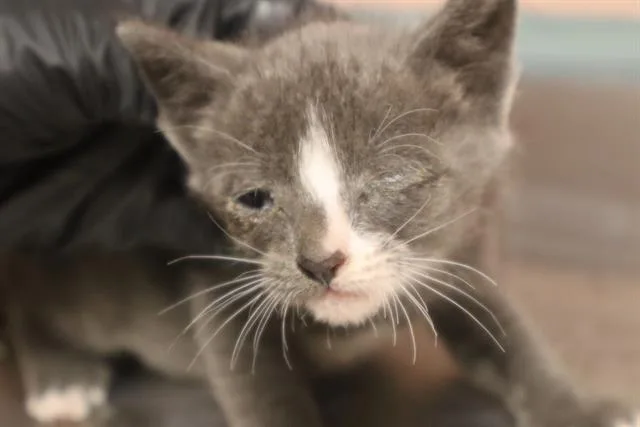 A baby small-sized male Domestic Short Hair cat named Tanner for adoption in Columbia, SC