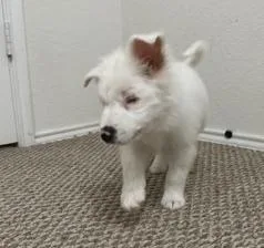 Lottie Pearl thumbnail 3