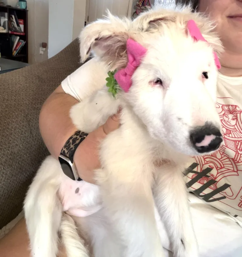 Lottie Pearl thumbnail 4