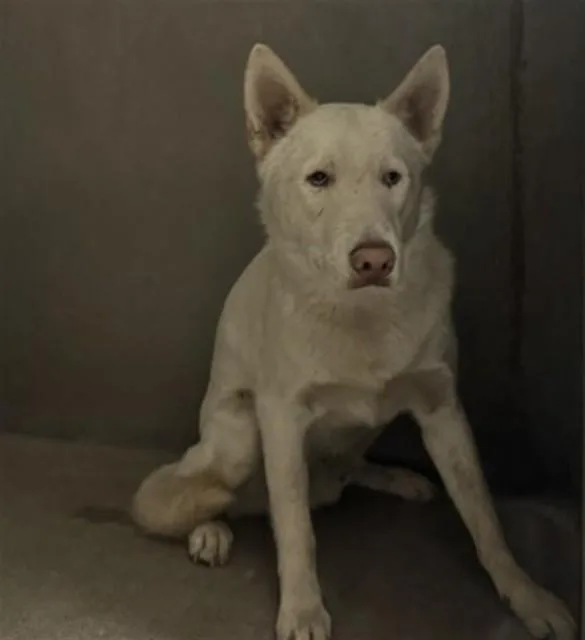 A young large-sized male Siberian Husky dog named Link for adoption in San Bernardino, CA