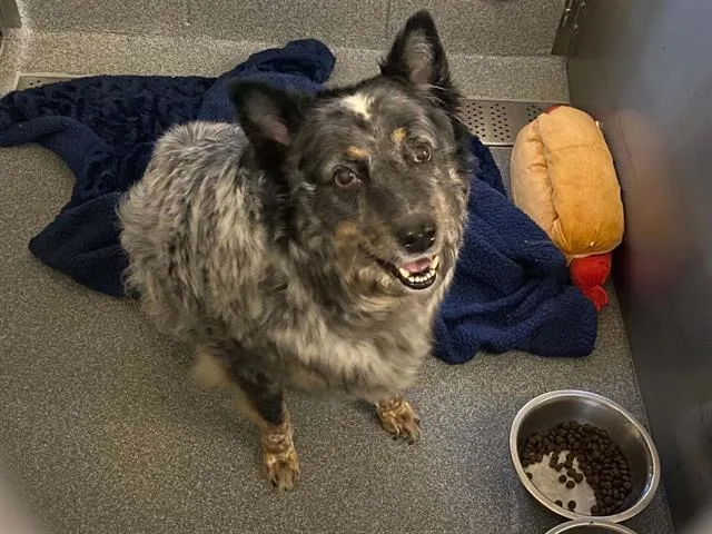 A senior large-sized female Australian Cattle Dog / Blue Heeler dog named Baby Girl for adoption in Tustin, CA