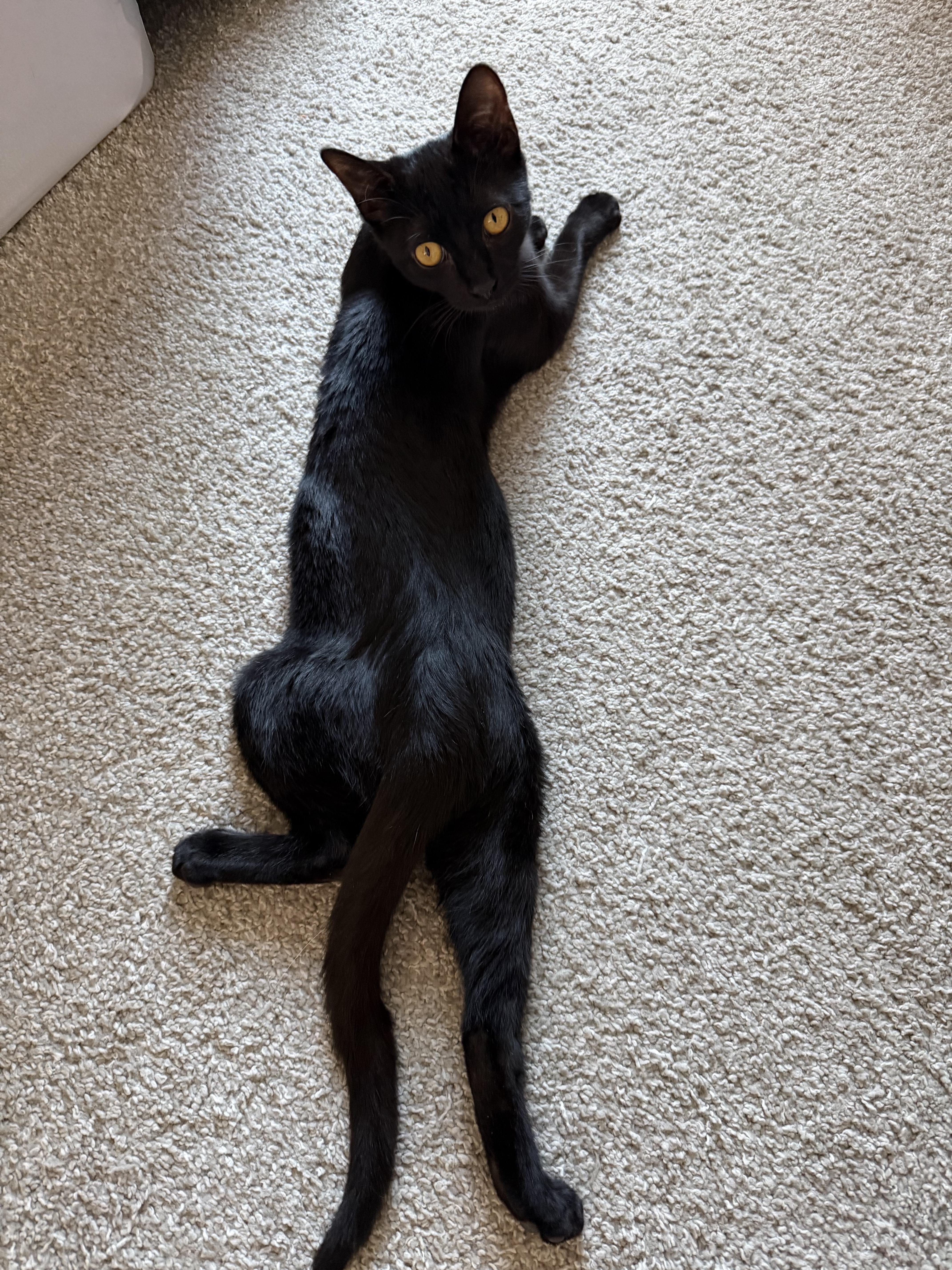 A baby medium-sized male Black Domestic Short Hair cat named Molasses for adoption in Midvale, UT