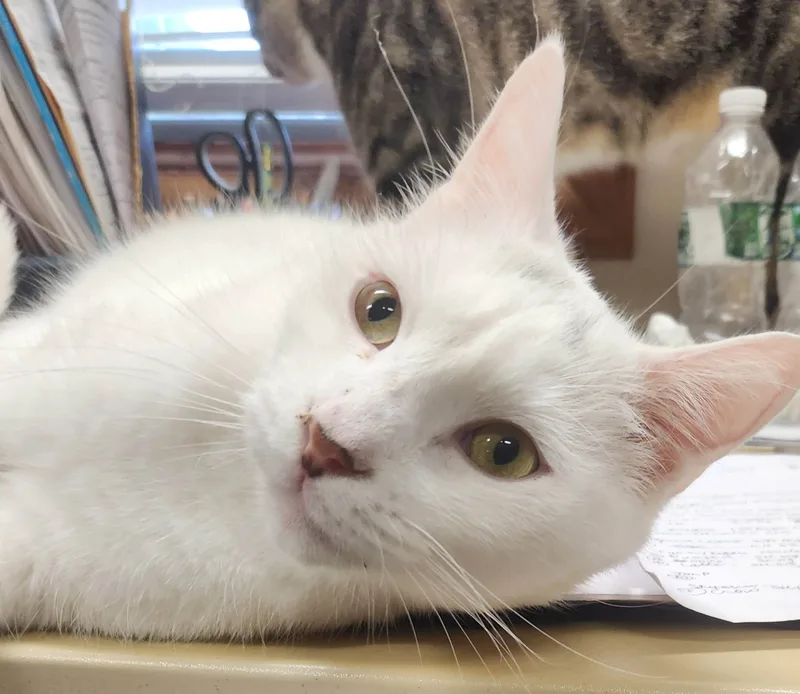 Ping Pong thumbnail 2