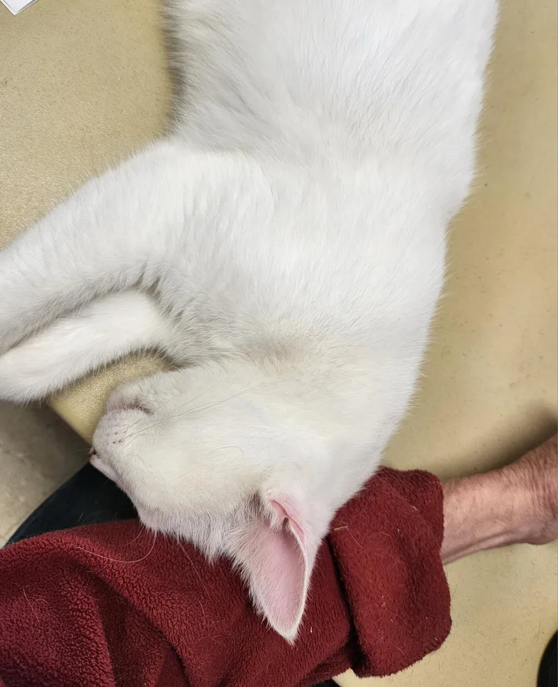 Ping Pong thumbnail 3