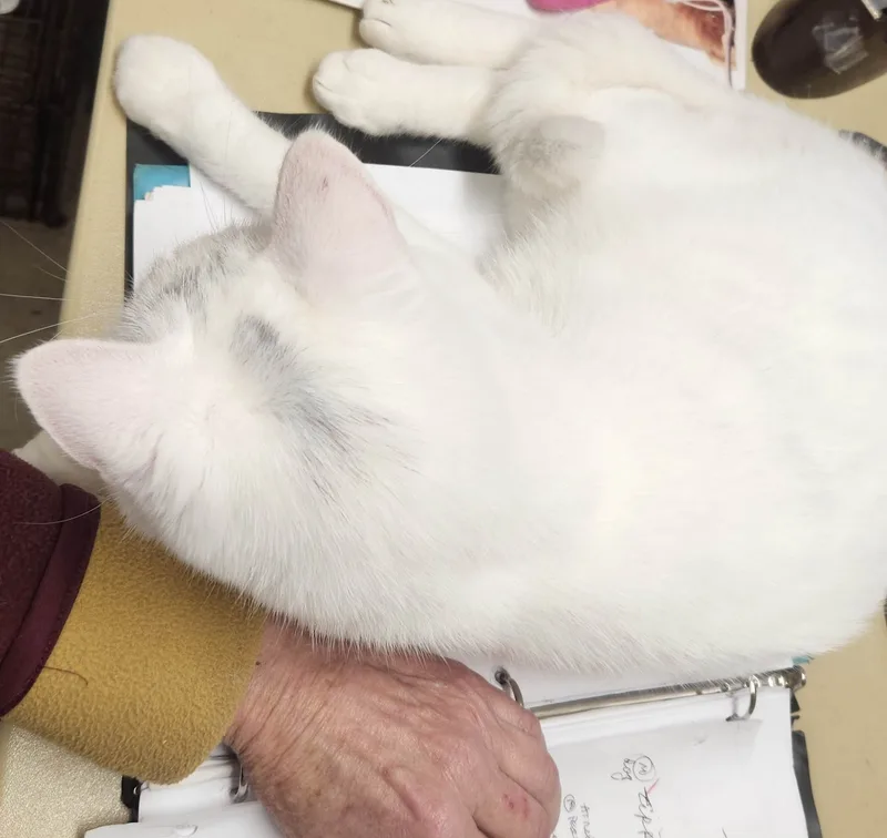 Ping Pong thumbnail 4