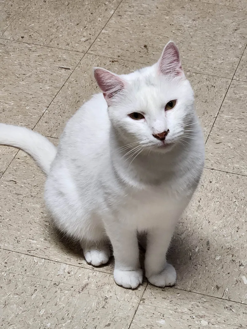 Ping Pong thumbnail 5