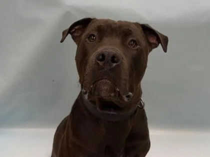 A young extra large-sized male Pit Bull Terrier dog named Louie for adoption in Coon Rapids, MN
