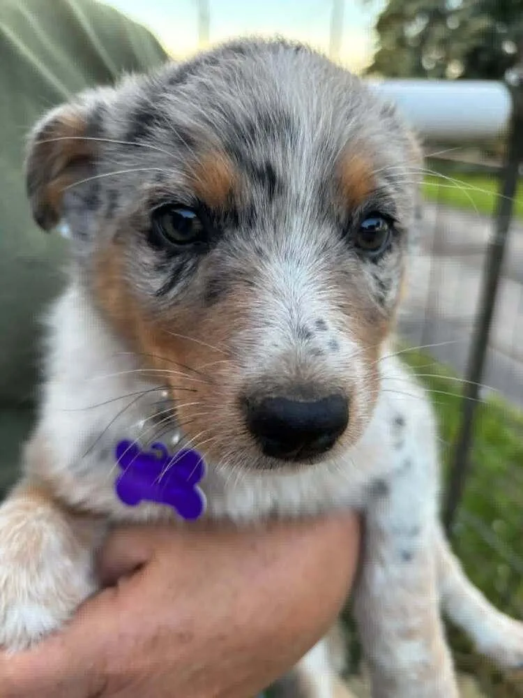 A baby medium-sized female Merle (Blue) Australian Shepherd dog named Good and Gone for adoption in Waunakee, WI