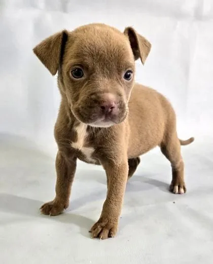 A baby large-sized female English Bulldog dog named Zippy for adoption in Morton Grove, IL