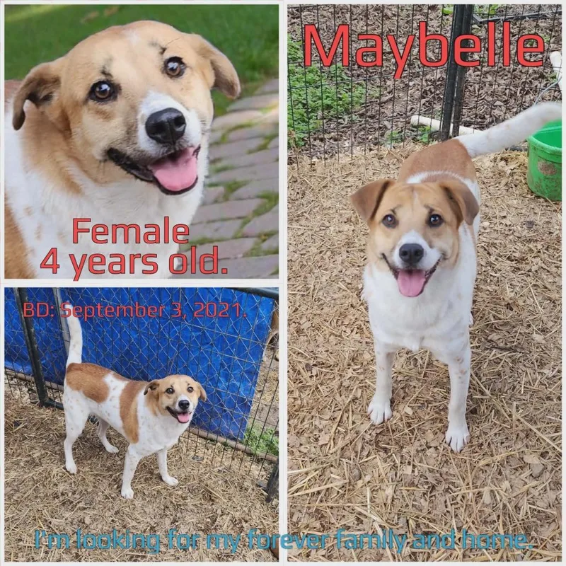 Maybelle thumbnail 2