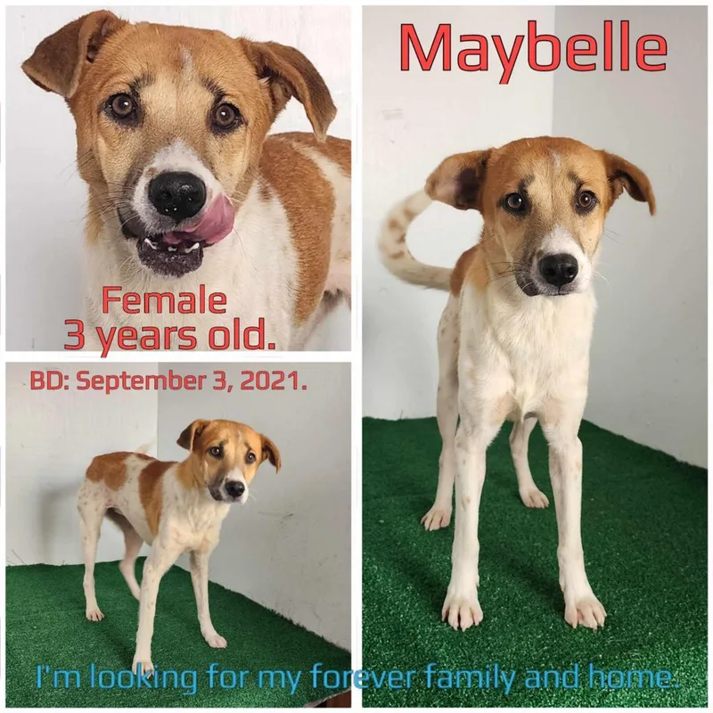 Maybelle thumbnail 4