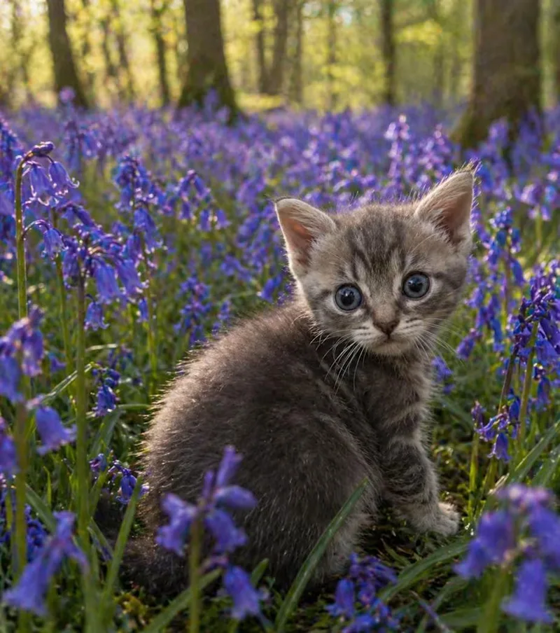 A baby medium-sized male Tabby (Gray / Blue / Silver) Domestic Short Hair cat named Simon for adoption in Greensboro, NC