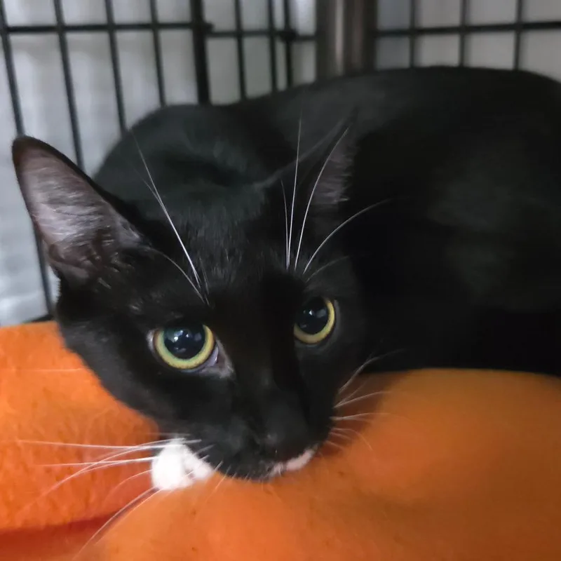 A young medium-sized female Black Domestic Short Hair cat named Mochi for adoption in Jessup, MD