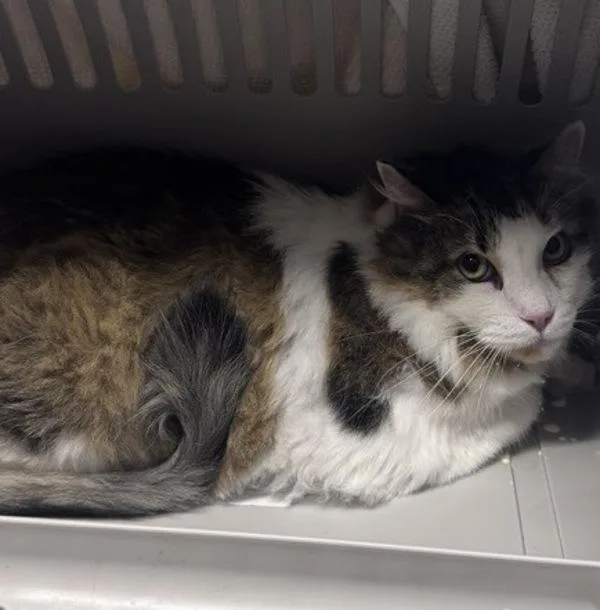A senior small-sized male Domestic Short Hair cat named Rami for adoption in Escondido, CA