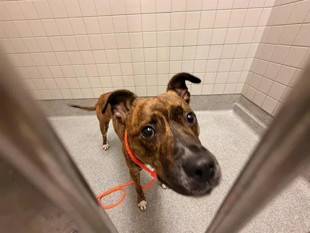 A young small-sized male Pit Bull Terrier dog named Turnip for adoption in Tustin, CA