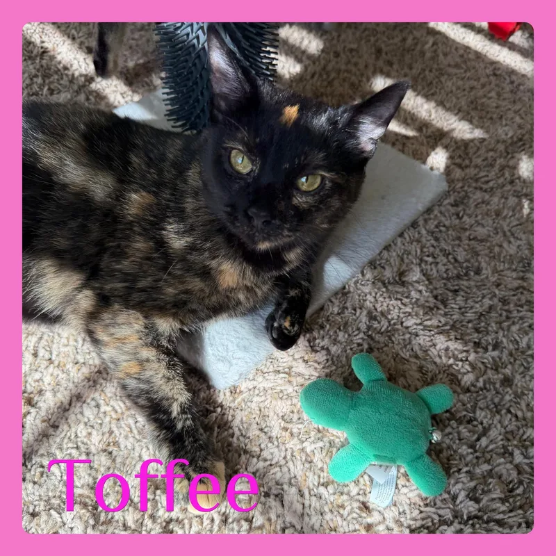 A young medium-sized female Tortoiseshell Tortoiseshell cat named Toffee for adoption in Lawton, OK