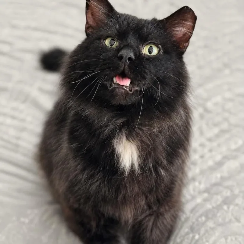 King Simon  Fiv+