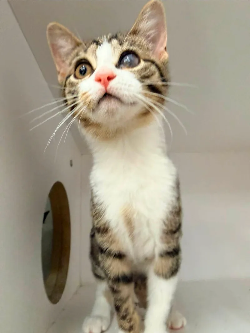 A baby medium-sized female Tabby (Brown / Chocolate) Domestic Short Hair cat named Quest for adoption in Cleveland, OH