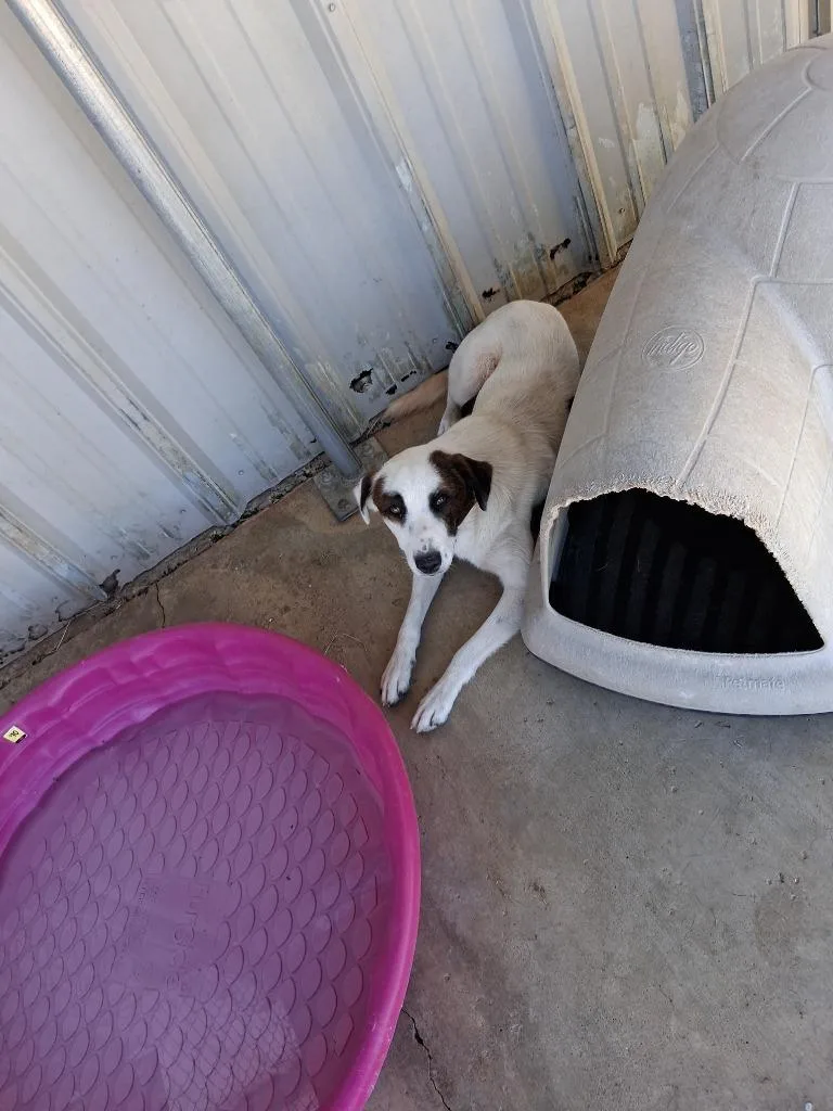 A baby medium-sized male Shepherd dog named Shepi for adoption in Brownwood, TX