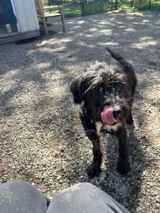 A baby medium-sized female Tricolor (Brown, Black, & White) Poodle dog named Nova for adoption in Elmsford, NY